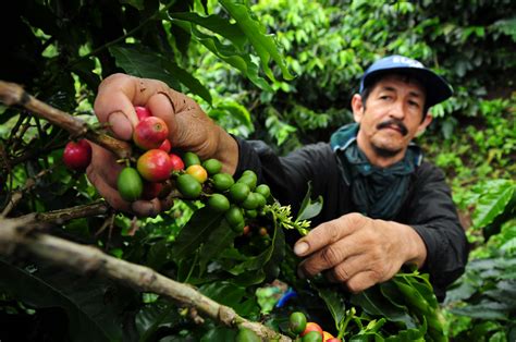 how to meet colombian coffee farmers